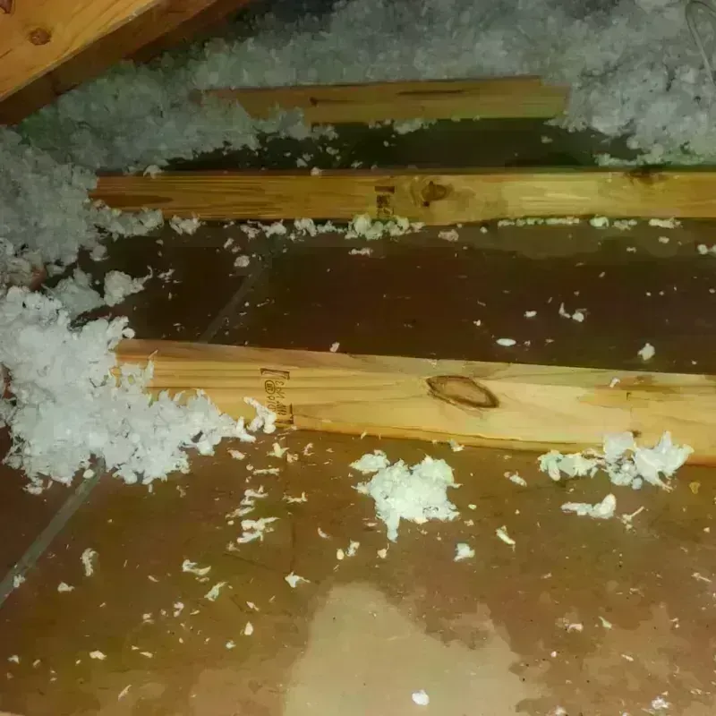 Attic Water Damage in Citrus Ridge, FL